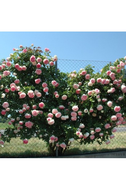 Rosa climber Pierre de Ronsard